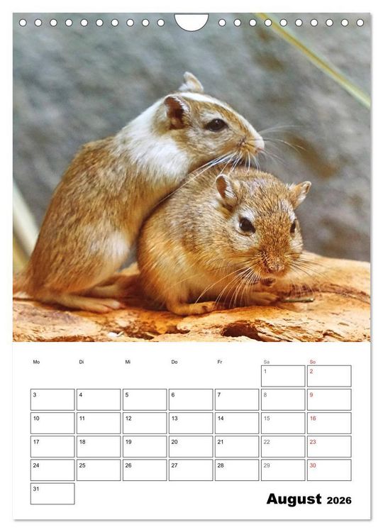 Produktbild: Mongolische Rennm&auml;use (Wandkalender 2026 DIN A4 hoch), CALVENDO Monatskalender