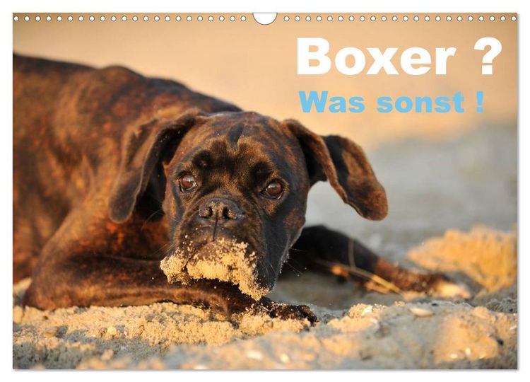 Produktbild: Boxer ? Was sonst ! (Wandkalender 2026 DIN A3 quer), CALVENDO Monatskalender