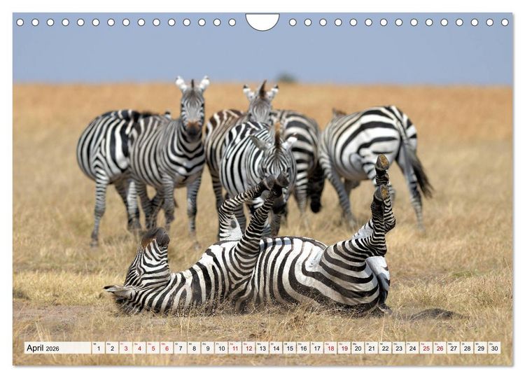 Produktbild: Faszination Afrika: Zebras (Wandkalender 2026 DIN A4 quer), CALVENDO Monatskalender