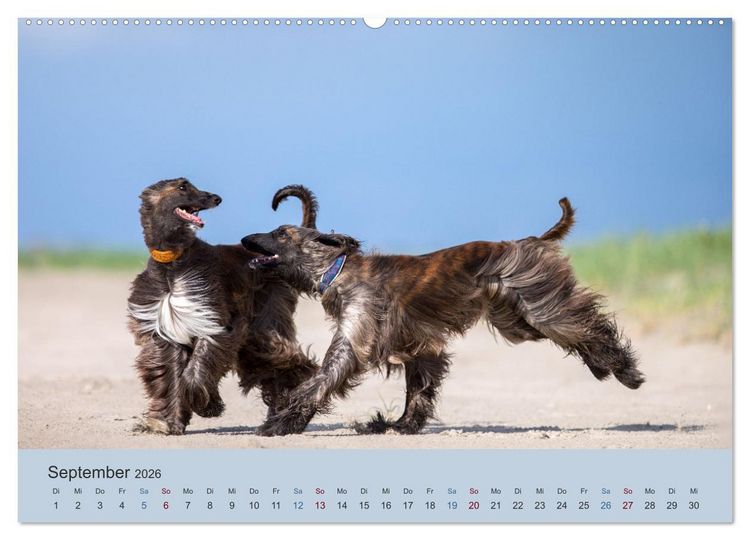 Produktbild: AFGHANISCHE WINDHUNDE 2026 (hochwertiger Premium Wandkalender 2026 DIN A2 quer), Kunstdruck in Hochglanz