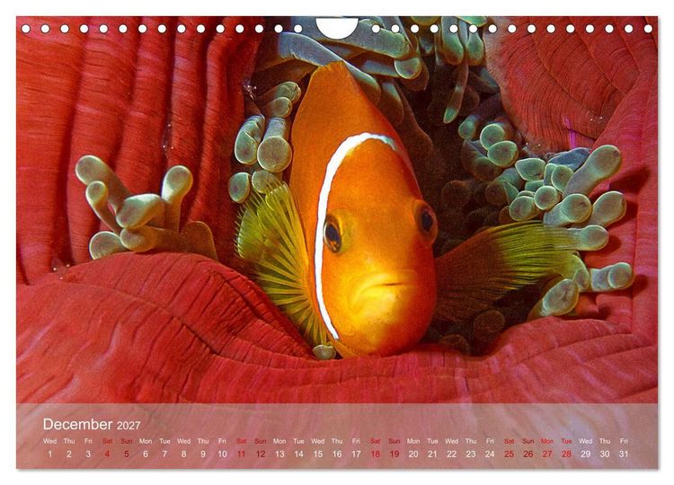 Produktbild: Anemonefish - always busy - always on the move (Wall Calendar 2027 DIN A4 landscape), CALVENDO 12 Month Wall Calendar