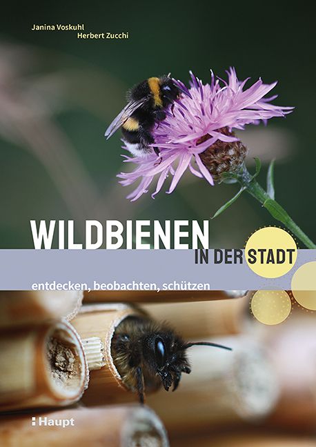Produktbild: Wildbienen in der Stadt