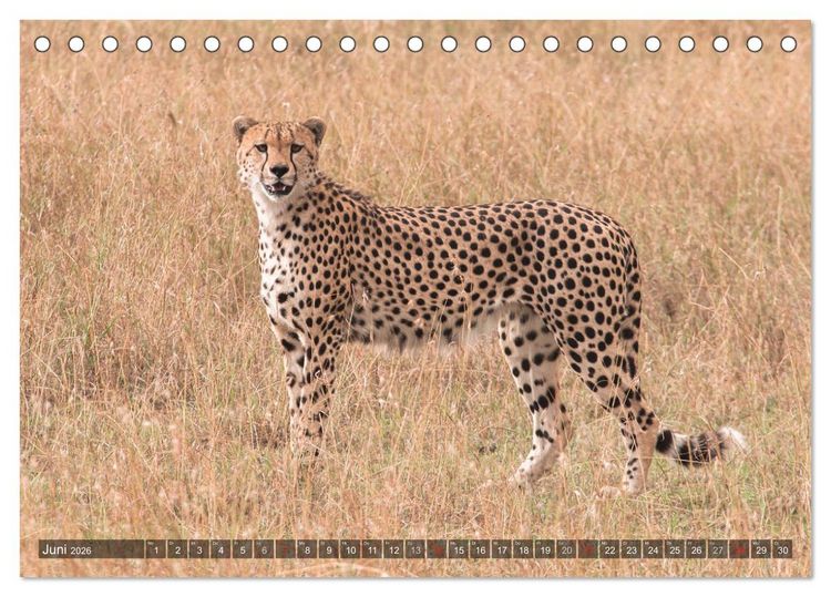 Produktbild: Geparde - J&auml;ger der Savanne (Tischkalender 2026 DIN A5 quer), CALVENDO Monatskalender