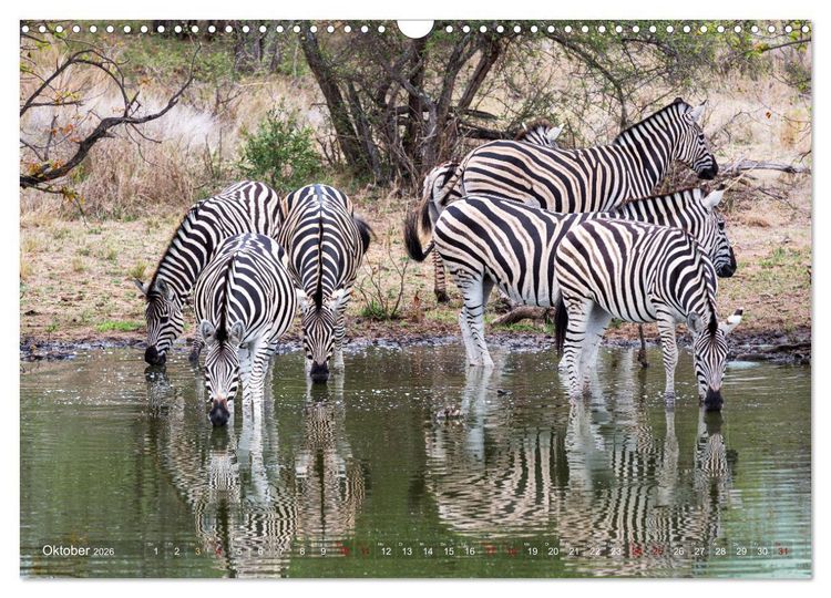 Produktbild: S&uuml;dafrika wunderbare Tierwelt (Wandkalender 2026 DIN A3 quer), CALVENDO Monatskalender