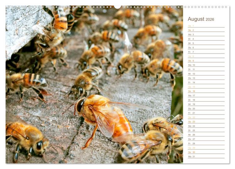 Produktbild: S&uuml;&szlig;es Gold: Imker, Bienen & Honig (hochwertiger Premium Wandkalender 2026 DIN A2 quer), Kunstdruck in Hochglanz