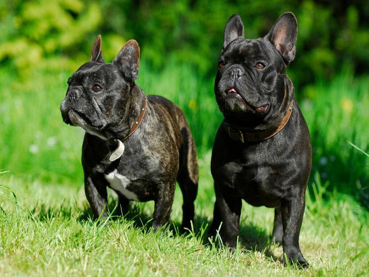 Produktbild: CALVENDO Puzzle Franz&ouml;sische Bulldogge P&auml;rchen | 1000 Teile Lege-Gr&ouml;&szlig;e 64x48cm Foto-Puzzle f&uuml;r gl&uuml;ckliche Stunden