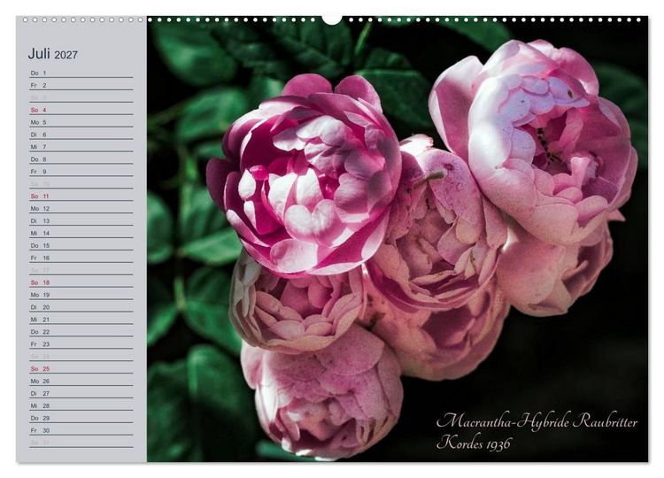 Produktbild: Kurf&uuml;rstliche Rosen Eltville am Rhein (hochwertiger Premium Wandkalender 2027 DIN A2 quer), Kunstdruck in Hochglanz