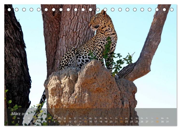 Produktbild: Botswana Wildlife (Tischkalender 2026 DIN A5 quer), CALVENDO Monatskalender