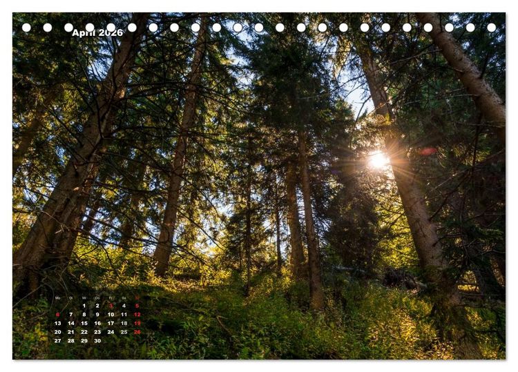 Produktbild: Zauberhafte Waldlandschaften (Tischkalender 2026 DIN A5 quer), CALVENDO Monatskalender