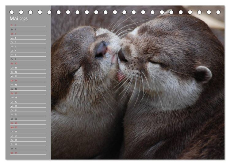 Produktbild: Otter. Frech, laut und clever (Tischkalender 2026 DIN A5 quer), CALVENDO Monatskalender