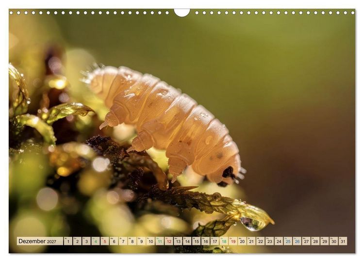 Produktbild: Die kleinsten Tiere - Weltweit (Wandkalender 2027 DIN A3 quer), CALVENDO Monatskalender