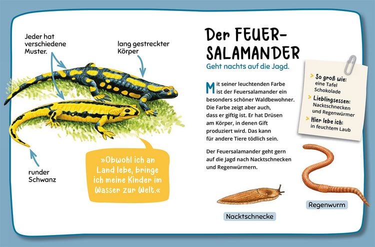Produktbild: Mein erster Naturf&uuml;hrer, Was lebt im Wald?