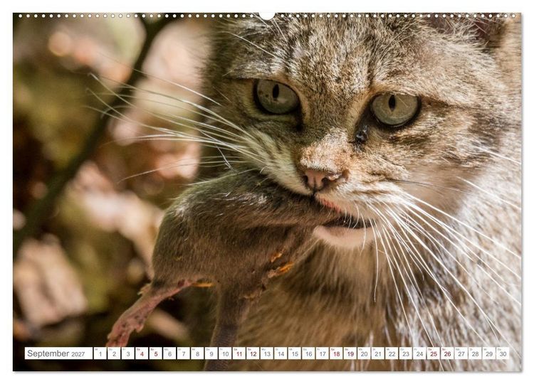 Produktbild: Wildkatzen - die anmutigsten Raubiere in Europa. (Wandkalender 2027 DIN A2 quer), CALVENDO Monatskalender