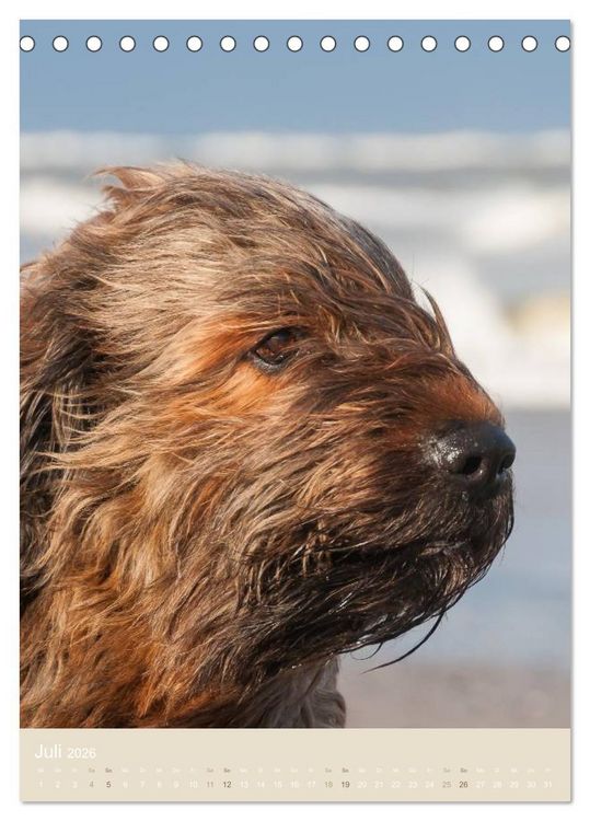 Produktbild: Briard-Gesichter (Tischkalender 2026 DIN A5 hoch), CALVENDO Monatskalender