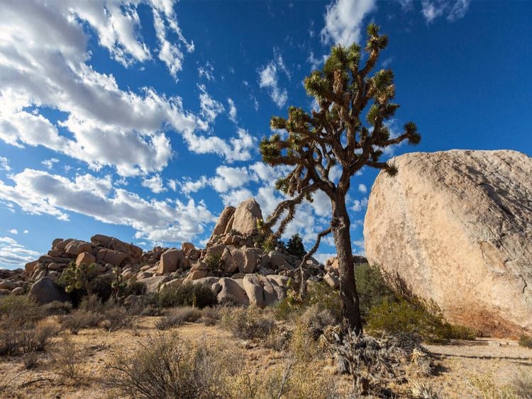 Produktbild: CALVENDO Puzzle Joshua Tree Nationalpark, Kalifornien | 1000 Teile Lege-Gr&ouml;&szlig;e 64 &times; 48 cm Foto-Puzzle f&uuml;r gl&uuml;ckliche Stunden