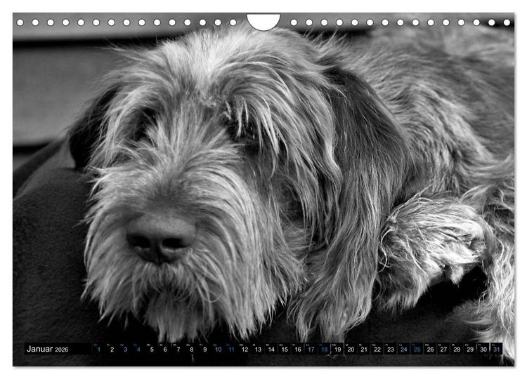 Produktbild: Carissimo Spinone Italiano (Wandkalender 2026 DIN A4 quer), CALVENDO Monatskalender