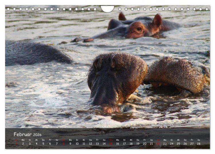Produktbild: Wildes Ostafrika - Tansania und Kenia hautnah (Wandkalender 2026 DIN A4 quer), CALVENDO Monatskalender