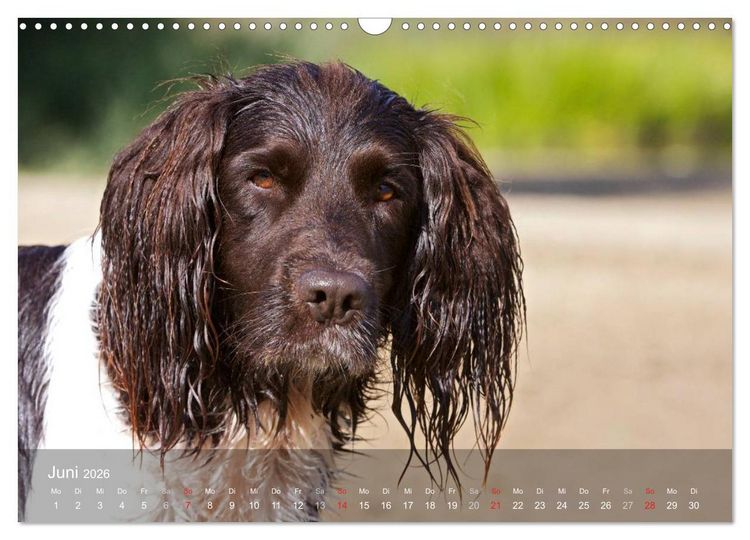 Produktbild: Kleiner M&uuml;nsterl&auml;nder Vorstehhund (Wandkalender 2026 DIN A3 quer), CALVENDO Monatskalender