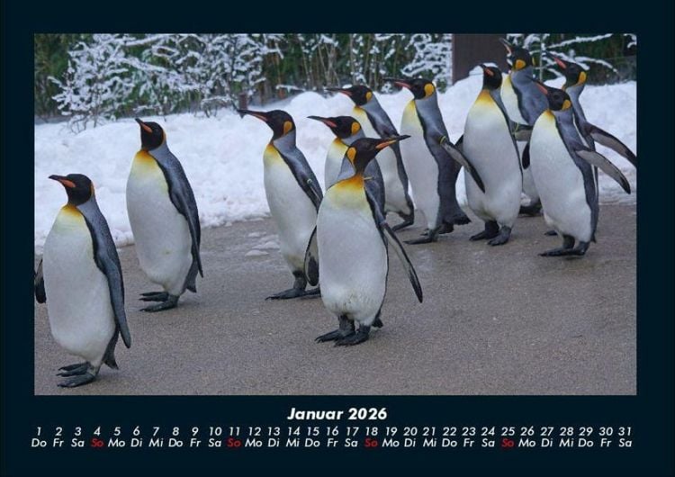 Produktbild: Tiere in der Wildnis 2026 Fotokalender DIN A4