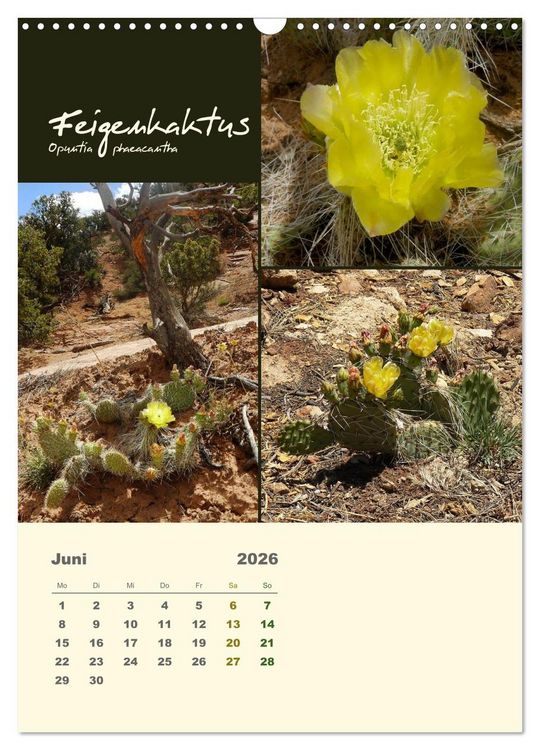 Produktbild: Kakteen der US-S&uuml;dweststaaten (Wandkalender 2026 DIN A3 hoch), CALVENDO Monatskalender