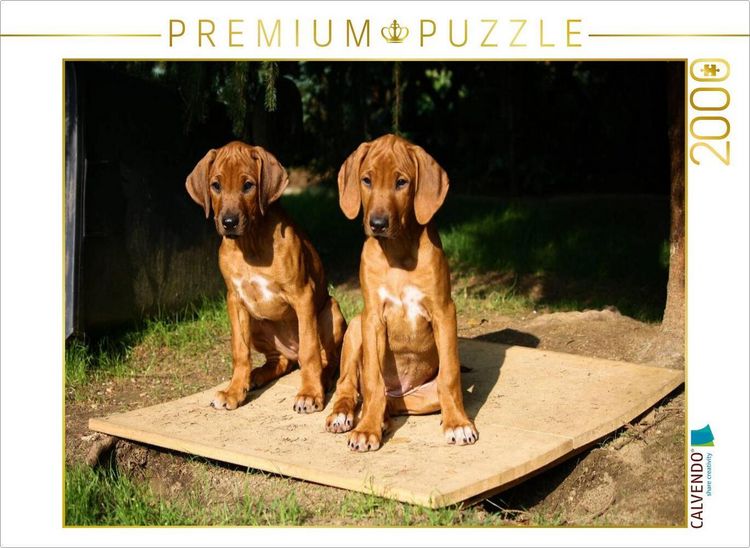 Produktbild: CALVENDO Puzzle Rhodesian Ridgeback H&uuml;ndinnen | 2000 Teile Lege-Gr&ouml;&szlig;e 90x67cm Foto-Puzzle f&uuml;r gl&uuml;ckliche Stunden
