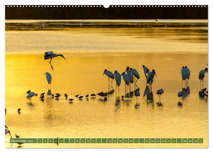 Produktbild: Waldstorch und Anhinga (Wandkalender 2026 DIN A2 quer), CALVENDO Monatskalender