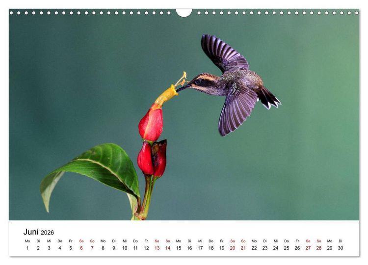 Produktbild: Kolibris - Flugk&uuml;nstler im Regenwald (Wandkalender 2026 DIN A3 quer), CALVENDO Monatskalender