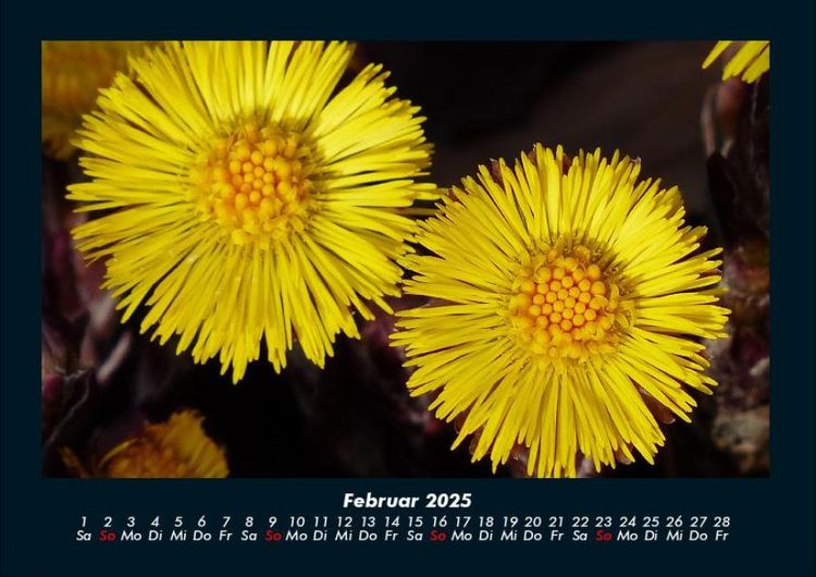 Produktbild: Blumenträume 2025 Fotokalender DIN A4