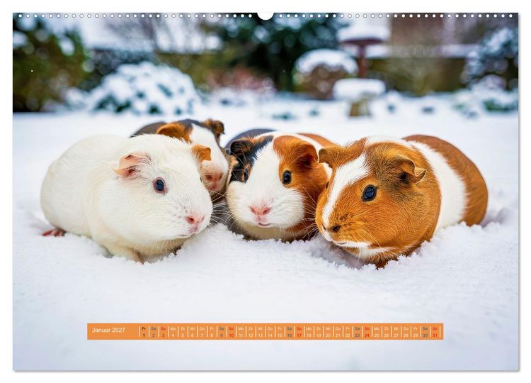Produktbild: Kleine s&uuml;&szlig;e Meerschweinchen (Wandkalender 2027 DIN A2 quer), CALVENDO Monatskalender