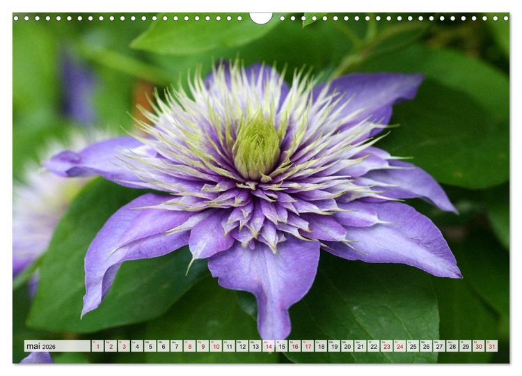 Produktbild: Plaisir des fleurs (Calendrier mural 2026 DIN A3 vertical), CALVENDO calendrier mensuel