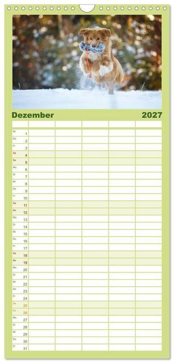 Produktbild: Familienplaner 2027 - Toller - Nova Scotia Duck Tolling Retriever mit 5 Spalten (Wandkalender, 21 x 45 cm) CALVENDO