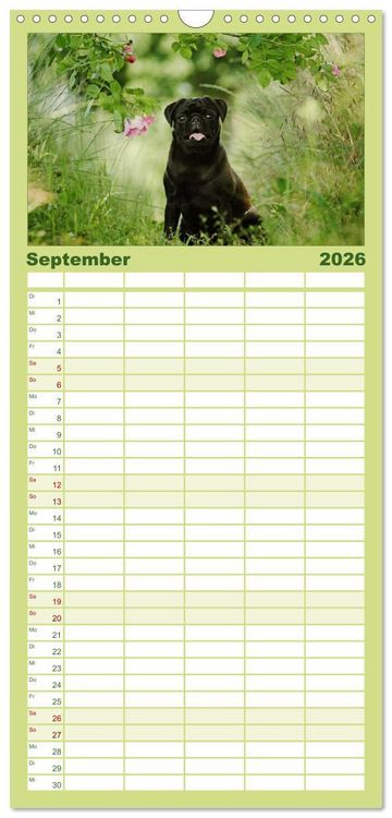 Produktbild: Familienplaner 2026 - Der MOPS-Kalender mit 5 Spalten (Wandkalender, 21 x 45 cm) CALVENDO