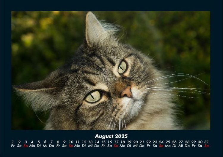 Produktbild: F&uuml;r Katzenfreunde 2025 Fotokalender DIN A4