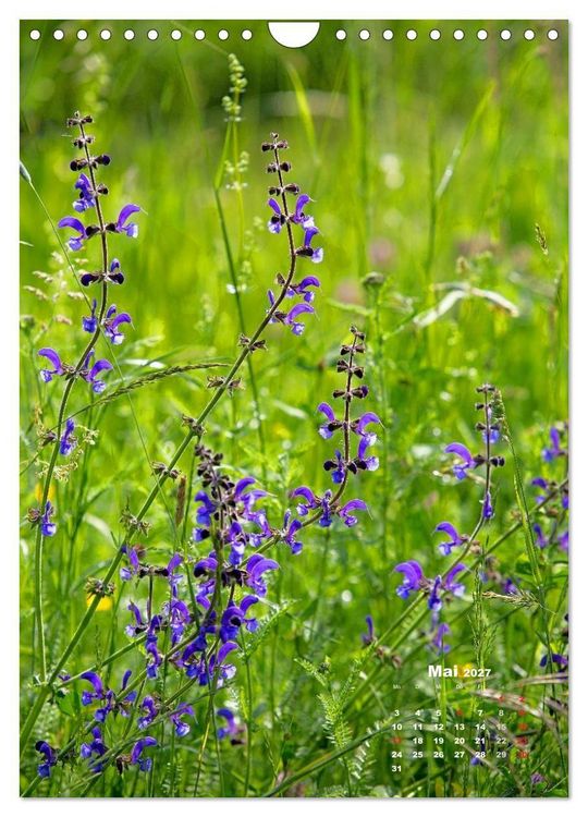 Produktbild: Ein Spaziergang &uuml;ber eine Sommerwiese (Wandkalender 2027 DIN A4 hoch), CALVENDO Monatskalender