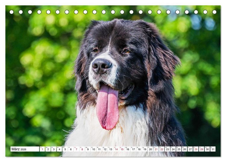 Produktbild: Traumhund Landseer (Tischkalender 2026 DIN A5 quer), CALVENDO Monatskalender