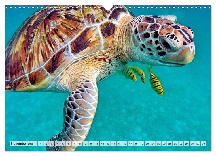 Produktbild: Abenteuer Riff - bunte Unterwasserwelt (Wandkalender 2026 DIN A3 quer), CALVENDO Monatskalender