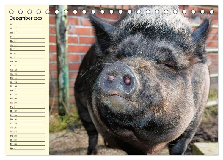 Produktbild: Von S&auml;uen die Schwein haben! (Tischkalender 2026 DIN A5 quer), CALVENDO Monatskalender