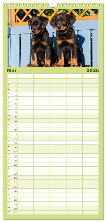 Produktbild: Familienplaner 2026 - Welpen 2026 mit 5 Spalten (Wandkalender, 21 x 45 cm) CALVENDO