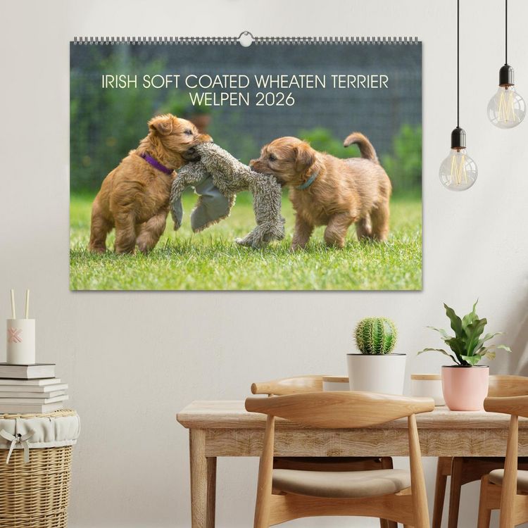 Produktbild: IRISH SOFT COATED WHEATEN TERRIER WELPEN 2026 (Wandkalender 2026 DIN A2 quer), CALVENDO Monatskalender
