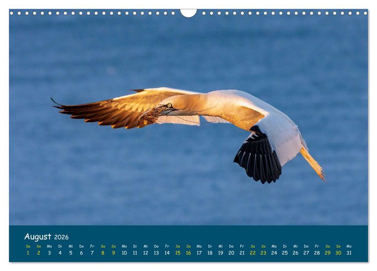 Produktbild: Helgol&auml;nder Basst&ouml;lpel 2026 (Wandkalender 2026 DIN A3 quer), CALVENDO Monatskalender