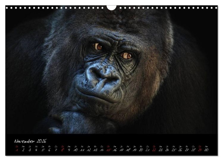 Produktbild: Gorilla (Wandkalender 2026 DIN A3 quer), CALVENDO Monatskalender