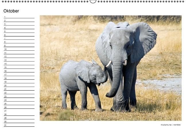 Produktbild: begegnungen - elefanten im s&uuml;dlichen afrika (Wandkalender immerw&auml;hrend DIN A2 quer)