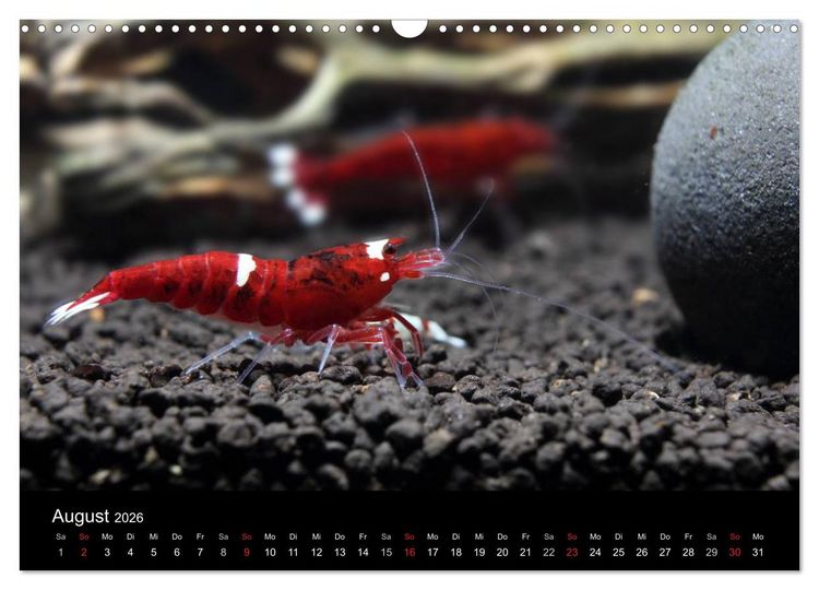 Produktbild: Zwerggarnelen - gepanzerte Juwelen im Aquarium (Wandkalender 2026 DIN A3 quer), CALVENDO Monatskalender