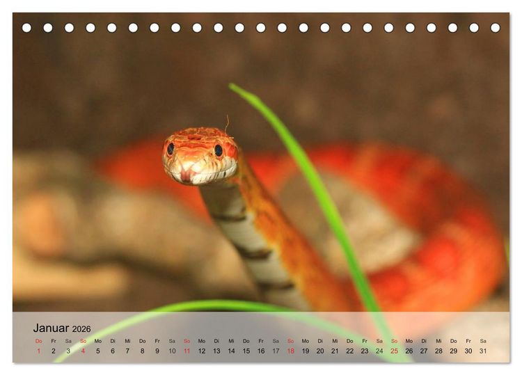 Produktbild: Kleine Reptilien (Tischkalender 2026 DIN A5 quer), CALVENDO Monatskalender