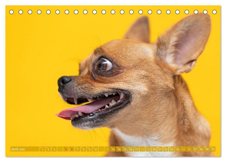 Produktbild: Chihuahua : petit, mais costaud (Calendrier de bureau 2026 DIN A5 vertical), CALVENDO calendrier mensuel