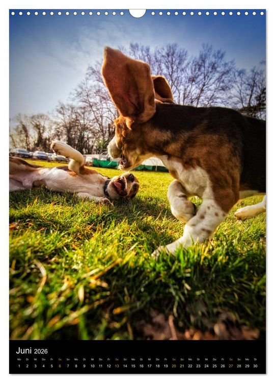 Produktbild: Beagle Action - Wilde Kuscheltiere (Wandkalender 2026 DIN A3 hoch), CALVENDO Monatskalender