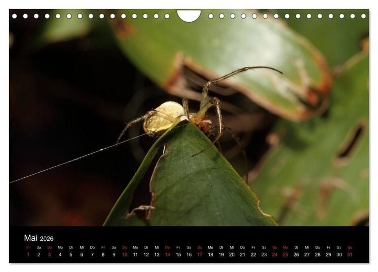 Produktbild: Unsere Spinnen - im Gespr&auml;ch (Wandkalender 2026 DIN A4 quer), CALVENDO Monatskalender