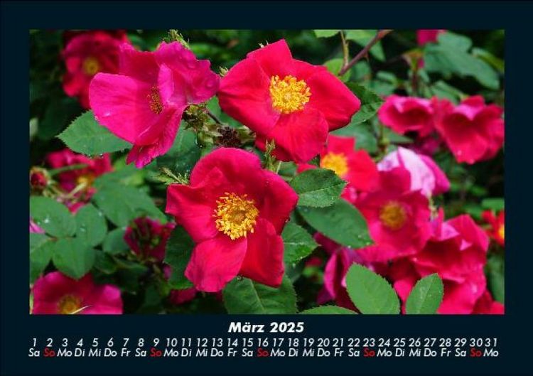 Produktbild: Blumentr&auml;ume 2025 Fotokalender DIN A5