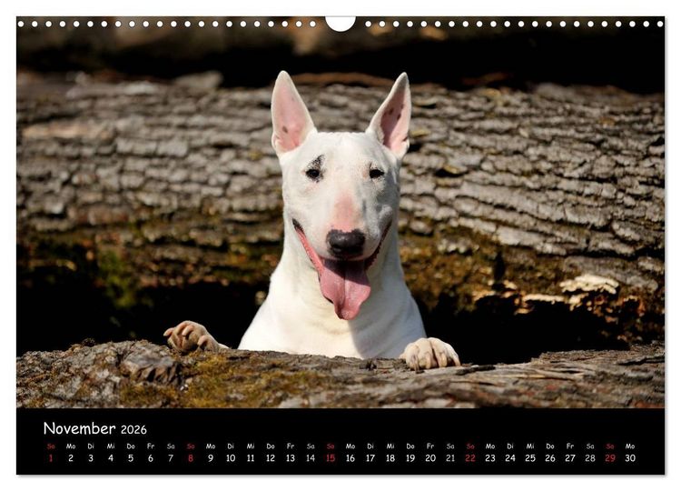 Produktbild: Bullterrier? Was sonst! (Wandkalender 2026 DIN A3 quer), CALVENDO Monatskalender