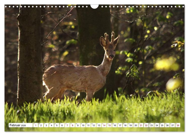 Produktbild: Anmut mit sanften Augen - Rehwild in der freien Natur (Wandkalender 2026 DIN A3 quer), CALVENDO Monatskalender